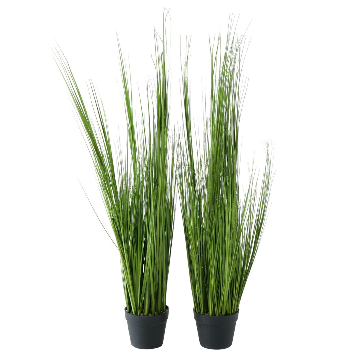 Boltze Gras im Topf 120cm sortiert (1 Stück)
