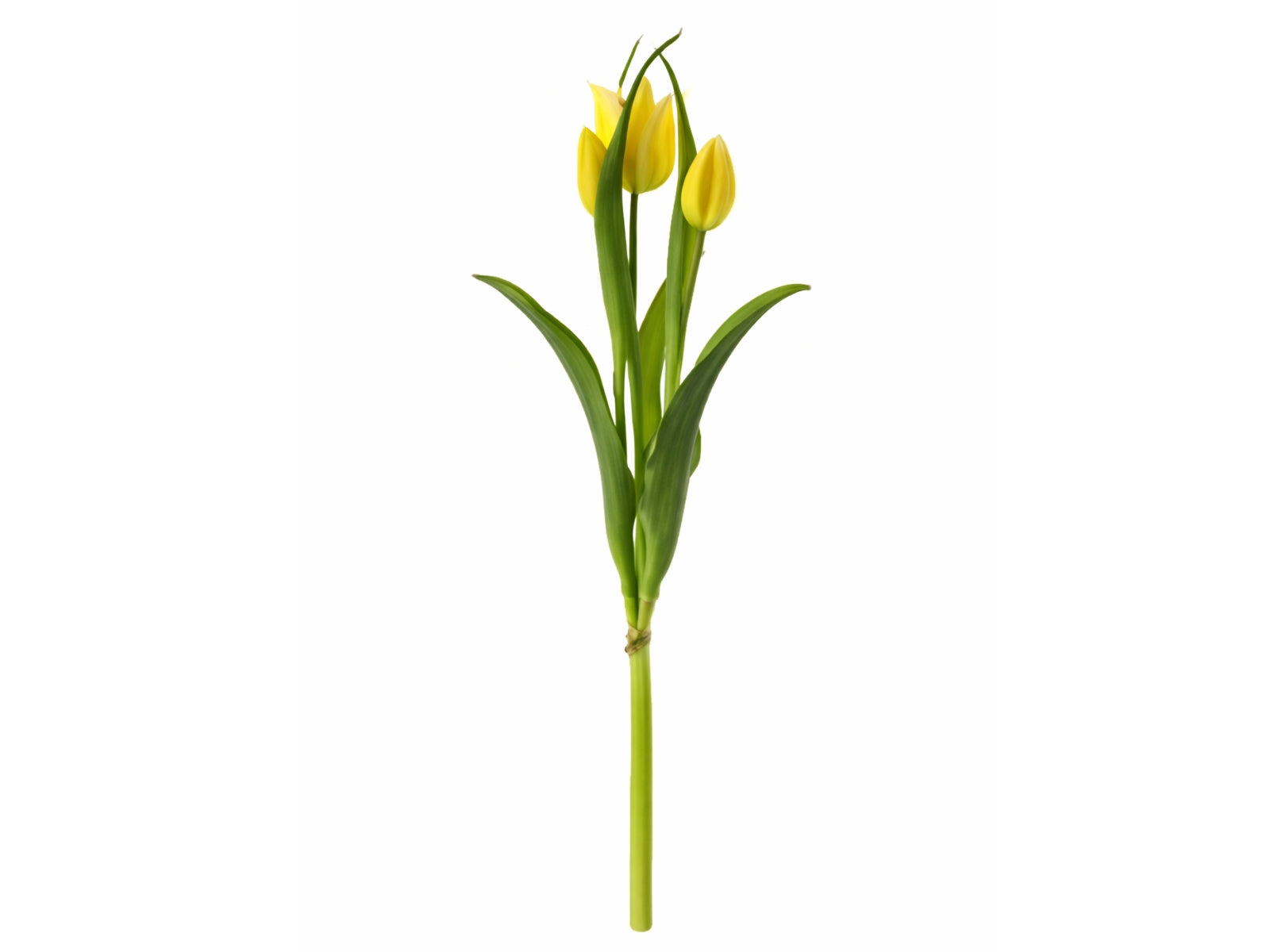 Exner Tulpenbund gelb 40cm