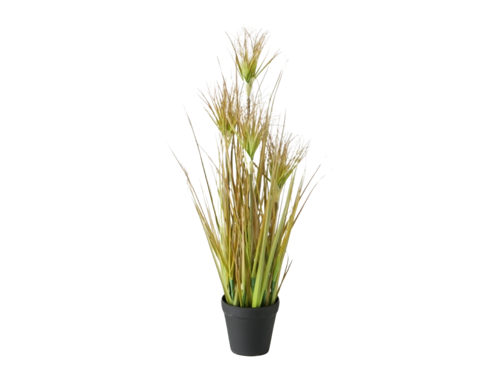 Boltze Topfplanze Zwiebelgras 98 cm