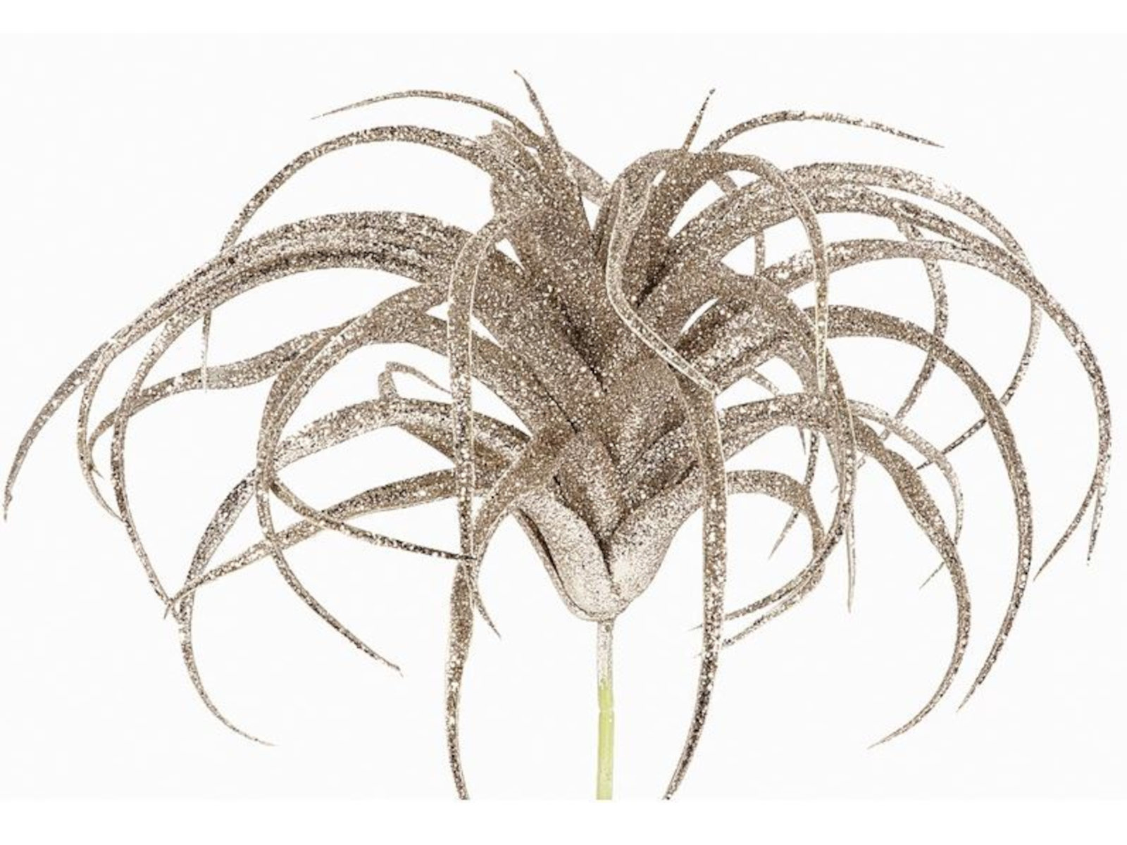EK Tillandsia Glamour champagner 23 cm