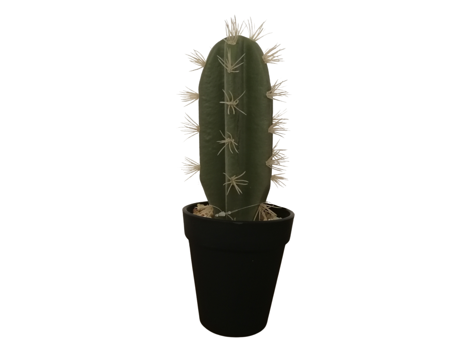 ASA Kaktus indische Feige im Topf 26 cm