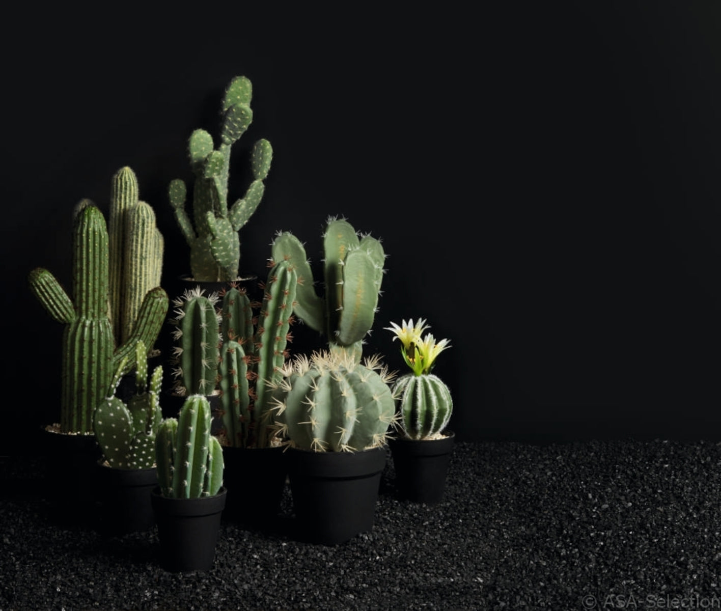 ASA Kaktus indische Feige im Topf 26 cm - Produktbild 2