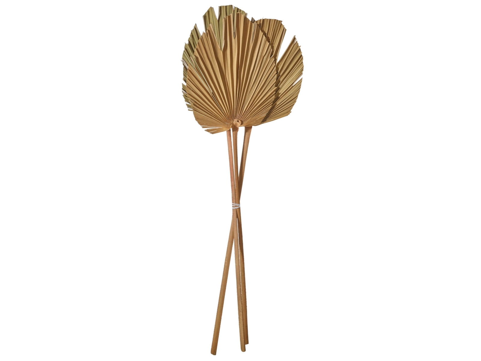ASA Palmspeer natur 60-70 cm
